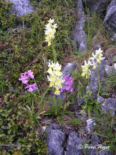 Orchis x pseudoanatolica